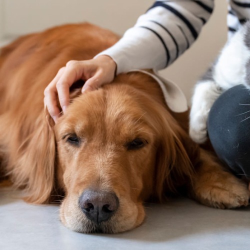 dog and cat sitting on a persons lap